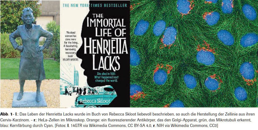 Abb. 1- l.: Das Leben der Henrietta Lacks wurde im Buch von Rebecca Skloot liebevoll beschrieben, so auch die Herstellung der Zellinie aus ihren Cervix-Karzinom. - r.: HeLa-Zellen im Mikroskop. Orange: ein fluoreszierender Antikörper, das den Golgi-Apparat, grün, das Mikrotubuli erkennt, blau: Kernfärbung durch Cyan. [Fotos: l. 14GTR via Wikimedia Commons, CC BY-SA 4.0, r. NIH via Wikimedia Commons, CC0]