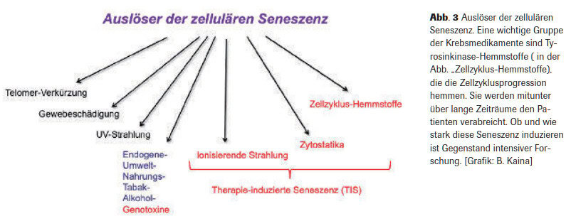 Abb. 3 Auslöser der zellulären Seneszenz. Eine wichtige Gruppe der Krebsmedikamente sind Tyrosinkinase-Hemmstoffe ( in der Abb. „Zellzyklus-Hemmstoffe), die die Zellzyklusprogression hemmen. Sie werden mitunter über lange Zeiträume den Patienten verabreicht. Ob und wie stark diese eneszenz induzieren ist Gegenstand intensiver Forschung. [Grafik: B. Kaina]