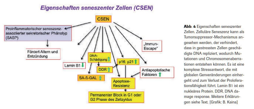 Abb. 4 Eigenschaften seneszenter Zellen. Zelluläre Seneszenz kann als Tumorsuppressor-Mechanismus angesehen werden, der verhindert, dass in gestressten Zellen geschädigte DNA repliziert, wodurch Mutationen und Chromosomenaberrationen entstehen können. Es ist eine komplexe Stressantwort, die mit globalen Genveränderungen einhergeht und zum Verlust der Proloferationsfähigkeit führt. Lamin B1 ist ein nukleäres Protein. DDR, DNA damage response. Weitere Erklärungen siehe Text. [Grafik: B. Kaina]