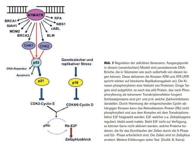 Abb. 7 Regulation der zellulären Seneszenz. Ausgangspunkt in diesem (vereinfachten) Modell sind persistierende DNA-Brüche, die in Telomeren wie auch außerhalb von diesen liegen können. Diese aktivieren die Kinasen ATM und ATR (ATR spricht stärker auf blockierte Replikationsgabeln an). Die Kinasen phosphorylieren eine Vielzahl von Proteinen. Einige Targets sind aufgeführt, so auch das p53 Protein, das nach Phosphorylierung als tetramerer Transkriptionsfaktor fungiert. Schlüsselproteine sind p21 und p16, welche Zyklininhibitoren darstellen. Durch Hemmung der entsprechenden Cyclin-abhängigen Kinasen kann das Retinoblastom-Protein (Rb) nicht phosphoryliert und aus dem Komplex mit dem Transkriptionsfaktor E2F freigesetzt werden. E2F, welcher u.a. Zellzyklusgene reguliert, bleibt somit inaktiv. Steht E2F nicht zur Verfügung, so können Gene nicht aktiviert werden, welche Proteine kodieren, die für das Durchlaufen der Zellen durch die S-Phase und G2– Phase erforderlich sind. Die Zellen sind im Zellzyklus arretiert. Weitere Erklärungen siehe Text. [Grafik: B. Kaina]