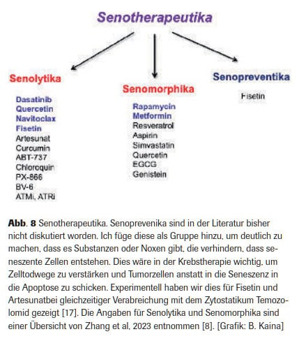 Abb. 8 Senotherapeutika. Senoprevenika sind in der Literatur bisher nicht diskutiert worden. Ich füge diese als Gruppe hinzu, um deutlich zu machen, dass es Substanzen oder Noxen gibt, die verhindern, dass seneszente Zellen entstehen. Dies wäre in der Krebstherapie wichtig, um Zelltodwege zu verstärken und Tumorzellen anstatt in die Seneszenz in die Apoptose zu schicken. Experimentell haben wir dies für Fisetin und Artesunatbei gleichzeitiger Verabreichung mit dem Zytostatikum Temozolomid gezeigt [17]. Die Angaben für Senolytika und Senomorphika sind einer Übersicht von Zhang et al, 2023 entnommen [8]. [Grafik: B. Kaina]