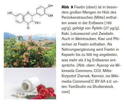 Abb. 9 Fisetin (oben) ist in besonders großen Mengen im Holz des Perückenstrauches (Mitte) enthalten sowie in der Erdbeere (160 µg/g), gefolgt von Äpfeln (27 µg/g), Kaki, Lotuswurzel und Zwiebeln. Auch in Weintrauben, Kiwi und Pfirsichen ist Fisetin enthalten. Als Nahrungsergänzung wird Fisetin in Kapseln bis zu 500 mg angeboten, was mehr als 3 kg Erdbeeren entspräche. [Abb. oben: Ayacop via Wikimeida Commons, CC0; Mitte: Krzysztof Ziarnek, Kenraiz, via Wikimedia CommonsCC BY-SA 4.0; unten: FamStudio via Shutterstock.com]