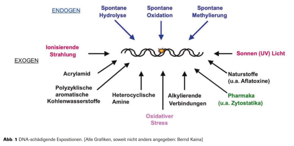 Abb. 1 DNA-sch&auml;digende Expositionen. [Alle Grafiken, soweit nicht anders angegeben: Bernd Kaina]