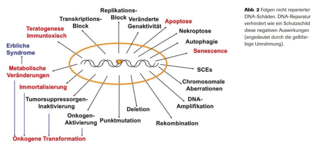 Abb. 2 Folgen nicht reparierter DNA-Schäden. DNA-Reparatur verhindert wie ein Schutzschild diese negativen Auswirkungen (angedeutet durch die gelbfarbige Umrahmung).