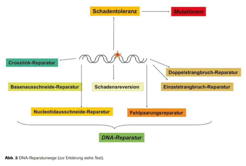Abb. 3 DNA-Reparaturwege (zur Erklärung siehe Text).