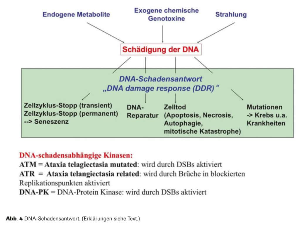 Abb. 4 DNA-Schadensantwort. (Erklärungen siehe Text.)