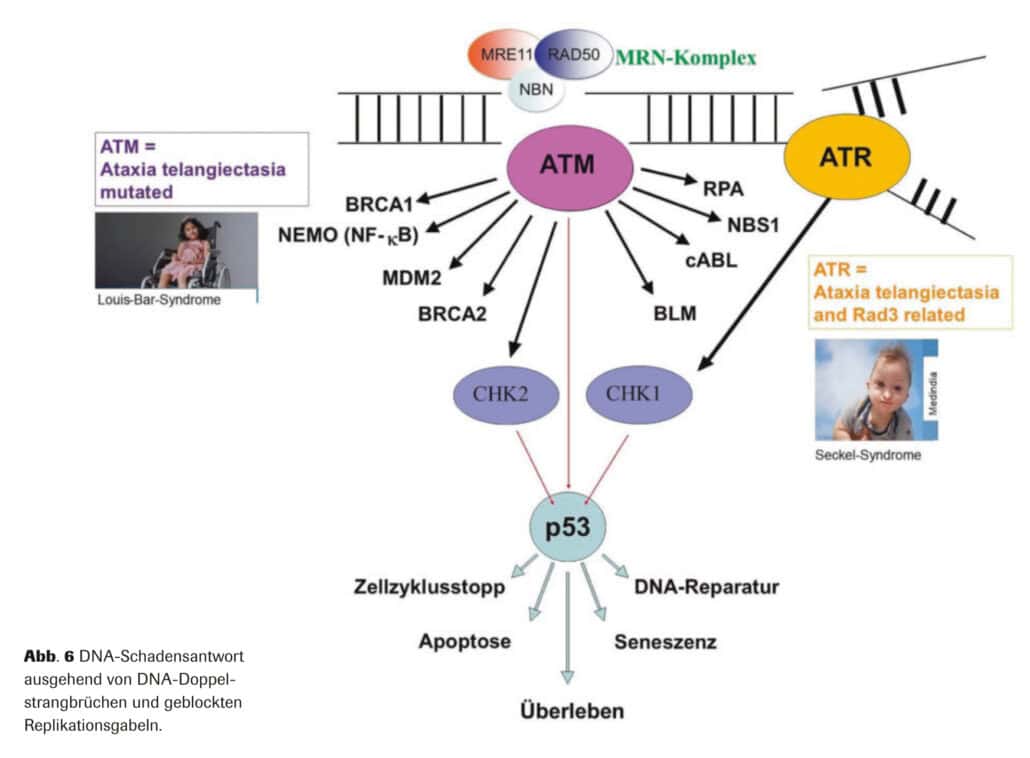 Abb. 6 DNA-Schadensantwort ausgehend von DNA-Doppelstrangbrüchen und geblockten Replikationsgabeln.