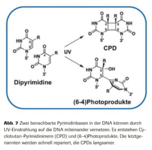 Abb. 7 Zwei benachbarte Pyrimidinbasen in der DNA können durch UV-Einstrahlung auf die DNA miteinander vernetzen. Es entstehen Cyclobutan-Pyrimidinimere (CPD) und (6–4)Photoprodukte. Die letztgenannten werden schnell repariert, die CPDs langsamer.