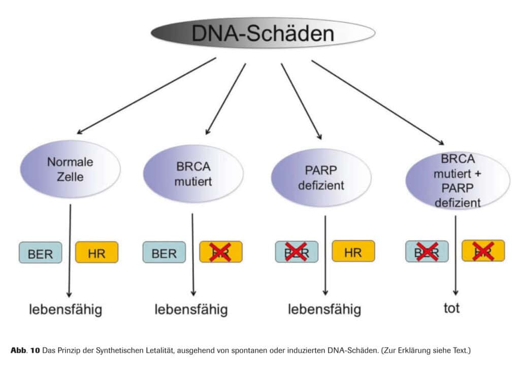Abb. 10 Das Prinzip der Synthetischen Letalität, ausgehend von spontanen oder induzierten DNA-Schäden. (Zur Erklärung siehe Text.)