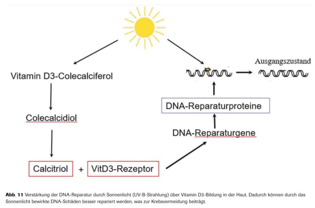 Abb. 11 Verst&auml;rkung der DNA-Reparatur durch Sonnenlicht (UV-B-Strahlung) &uuml;ber Vitamin D3-Bildung in der Haut. Dadurch k&ouml;nnen durch das Sonnenlicht bewirkte DNA-Sch&auml;den besser repariert werden, was zur Krebsvermeidung beitr&auml;gt.
